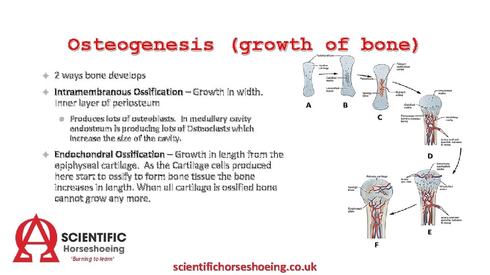 Osteogenesis (growth of bone) 2 ways bone develops Intramembranous Ossification – Growth in width.