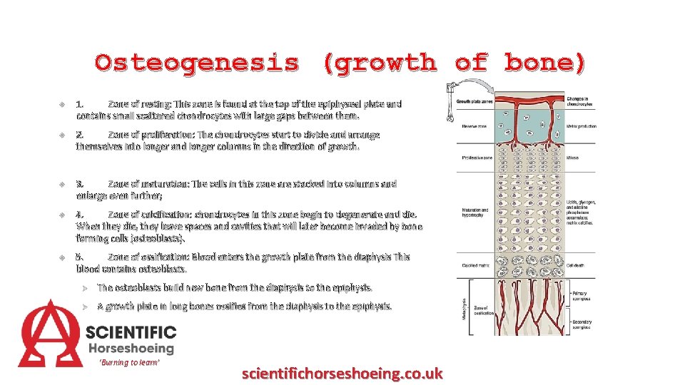 Osteogenesis (growth of bone) 1. Zone of resting: This zone is found at the