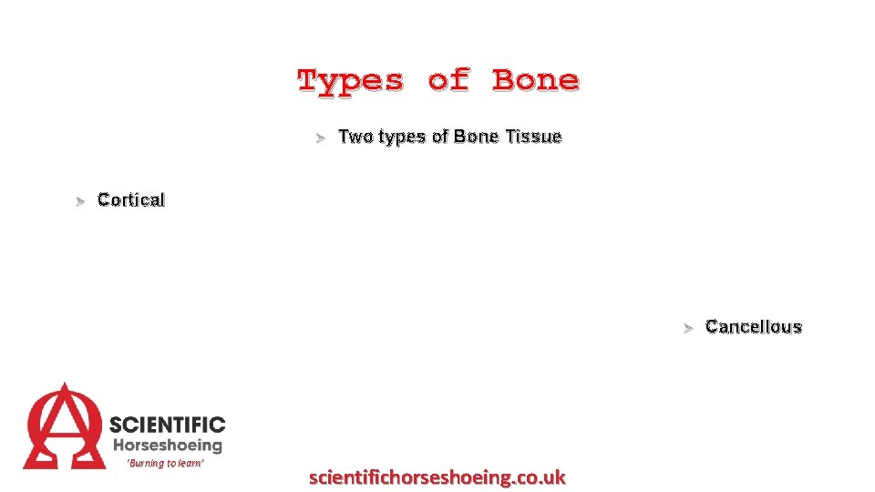 Types of Bone Ø Ø Two types of Bone Tissue Cortical Ø ‘Burning to