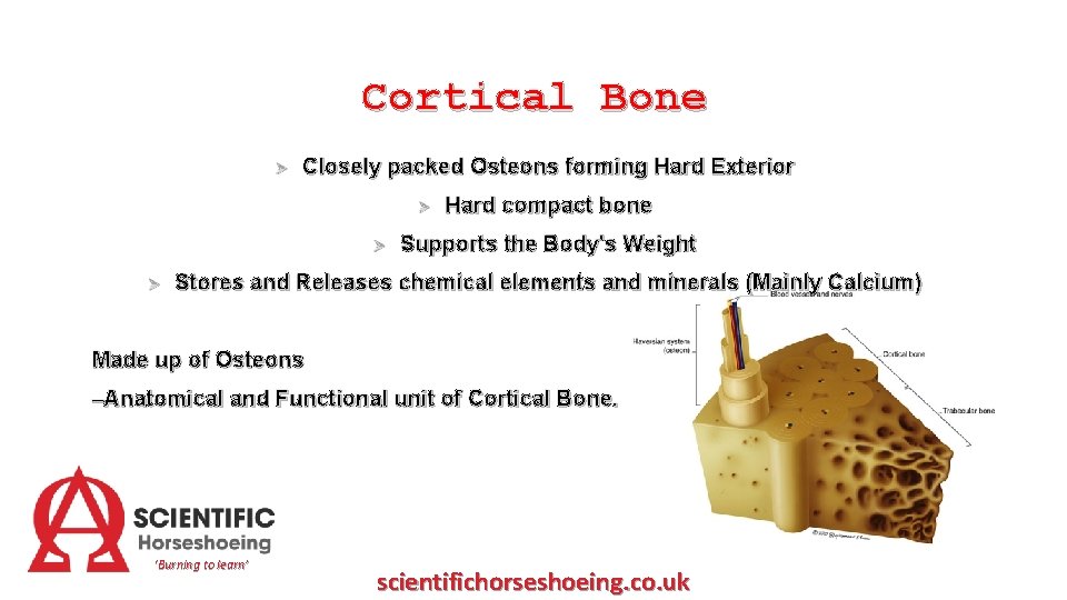 Cortical Bone Ø Closely packed Osteons forming Hard Exterior Ø Ø Ø Hard compact