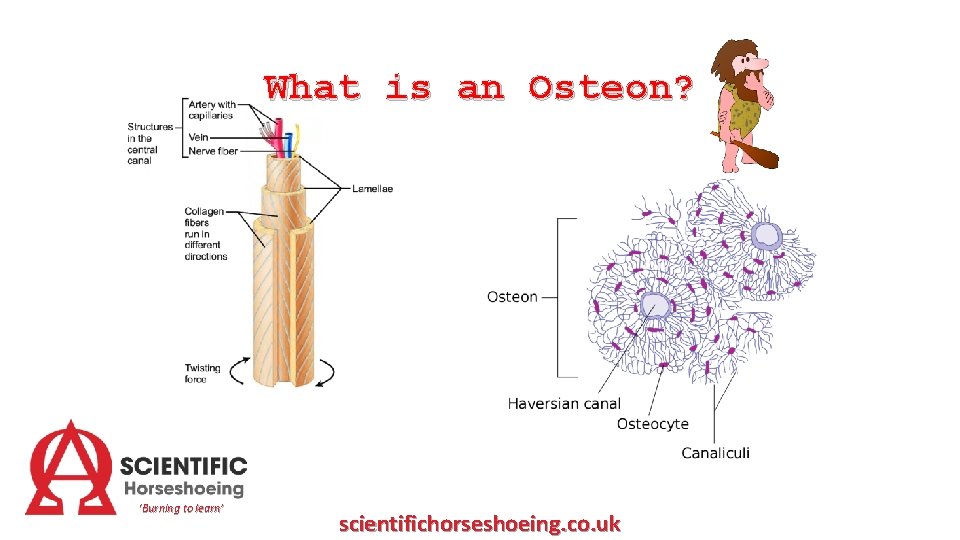 What is an Osteon? ‘Burning to learn’ scientifichorseshoeing. co. uk 