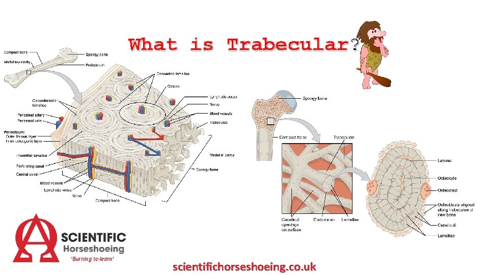 What is Trabecular? ‘Burning to learn’ scientifichorseshoeing. co. uk 