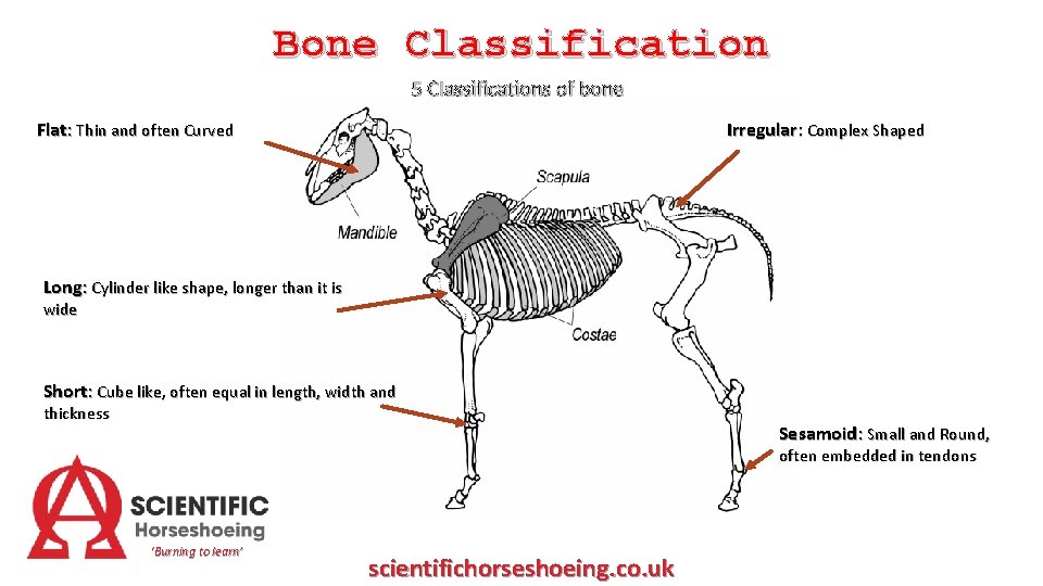 Bone Classification 5 Classifications of bone Flat: Thin and often Curved Irregular: Complex Shaped