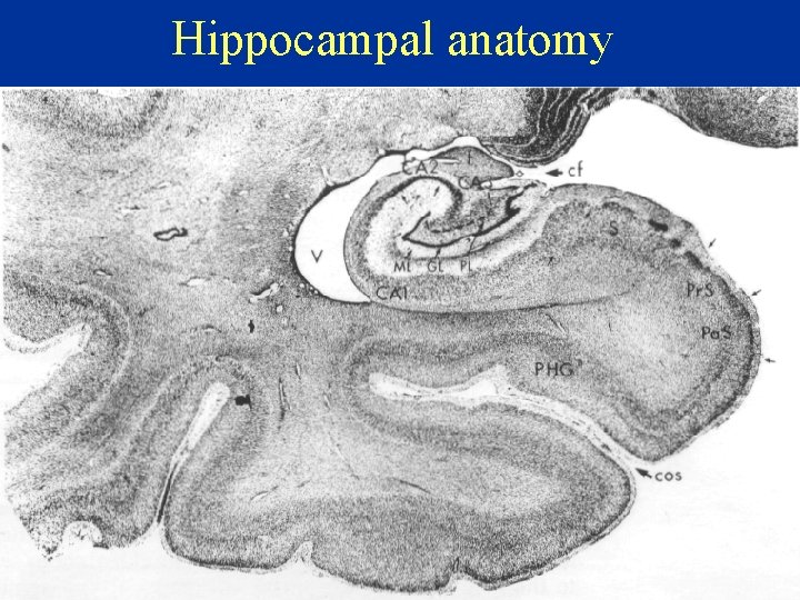 Hippocampal anatomy 