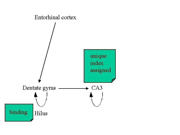 Entorhinal cortex unique index assigned Dentate gyrus binding Hilus CA 3 
