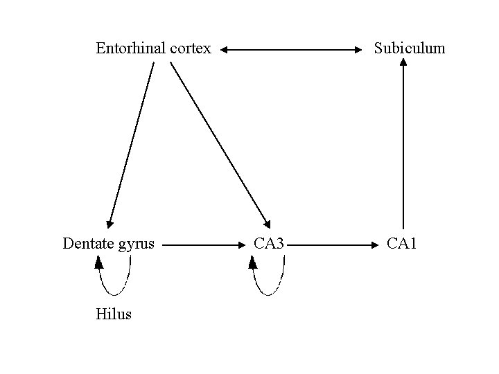 Entorhinal cortex Dentate gyrus Hilus Subiculum CA 3 CA 1 