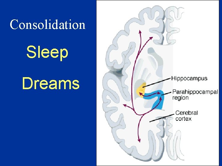 Consolidation Sleep Dreams 
