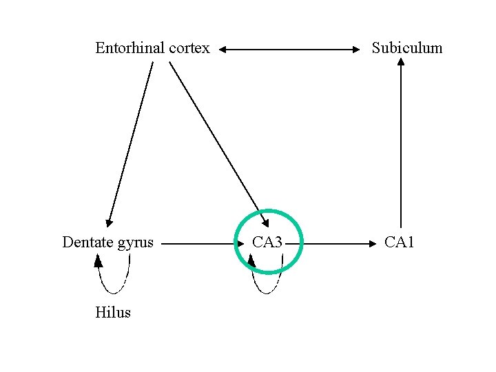 Entorhinal cortex Dentate gyrus Hilus Subiculum CA 3 CA 1 