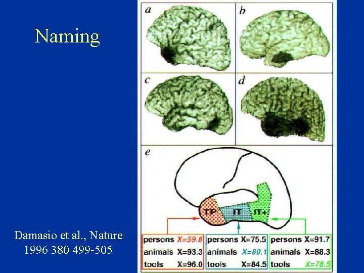 Naming Damasio et al. , Nature 1996 380 499 -505 