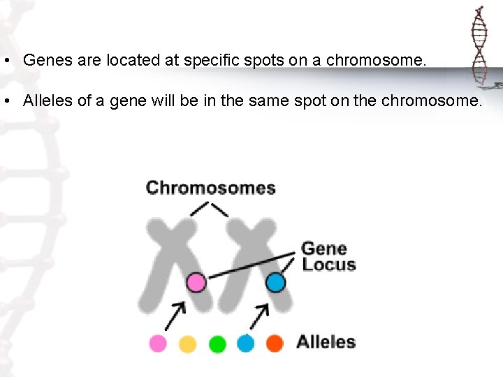  • Genes are located at specific spots on a chromosome. • Alleles of