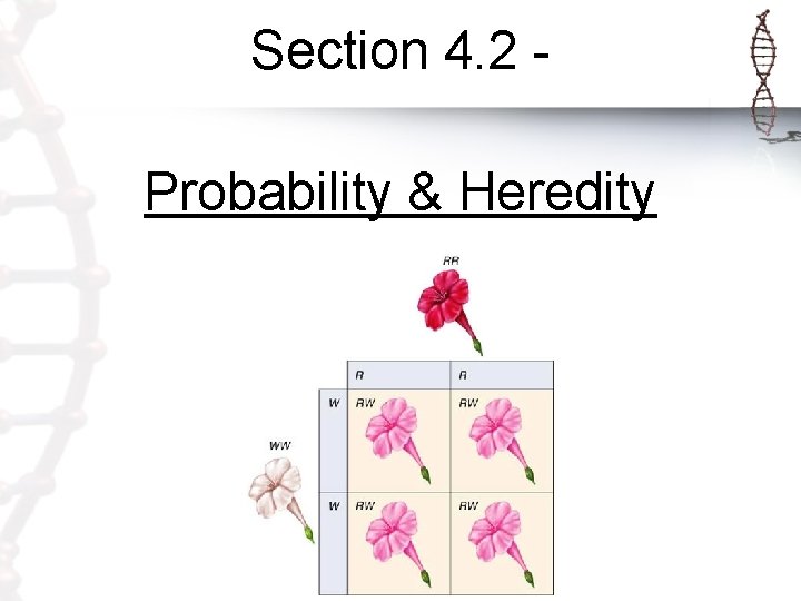 Section 4. 2 Probability & Heredity 