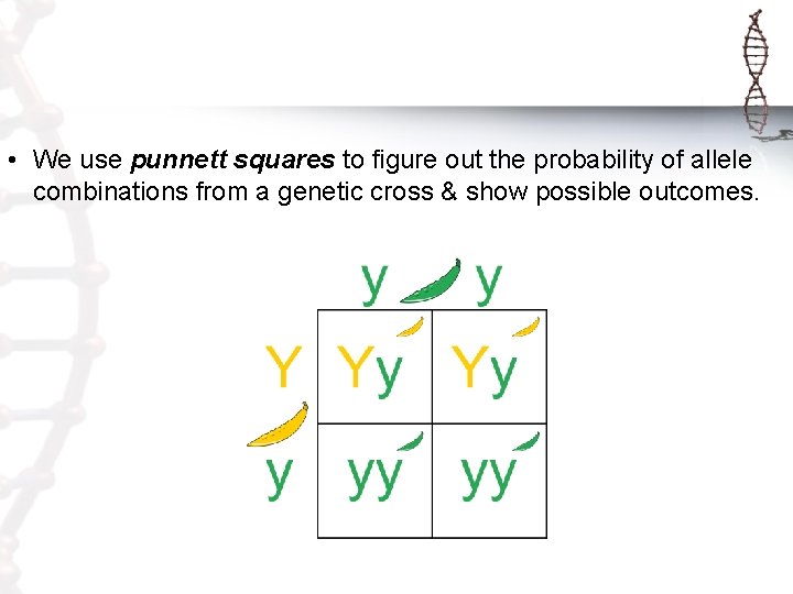  • We use punnett squares to figure out the probability of allele combinations