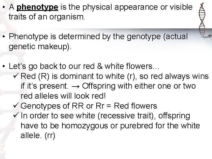  • A phenotype is the physical appearance or visible traits of an organism.
