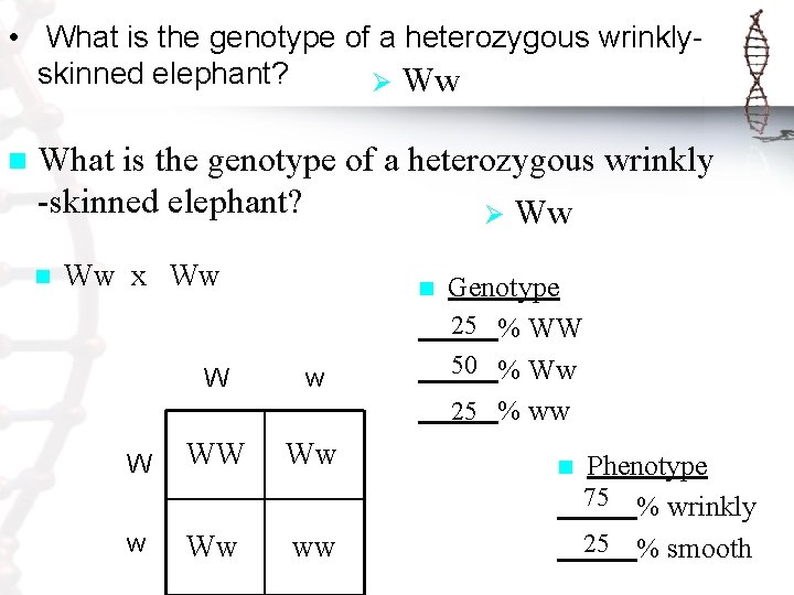  • What is the genotype of a heterozygous wrinklyskinned elephant? Ø Ww n