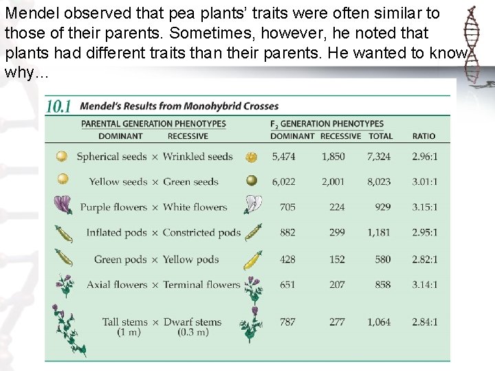 Mendel observed that pea plants’ traits were often similar to those of their parents.