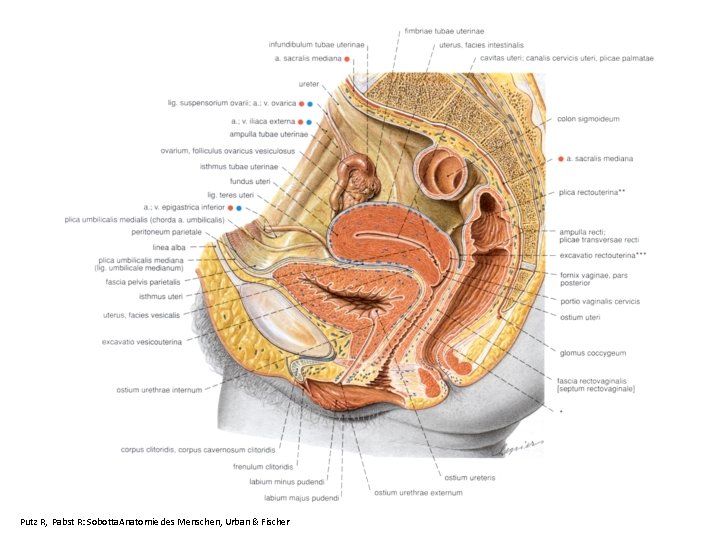 Putz R, Pabst R: Sobotta. Anatomie des Menschen, Urban & Fischer 