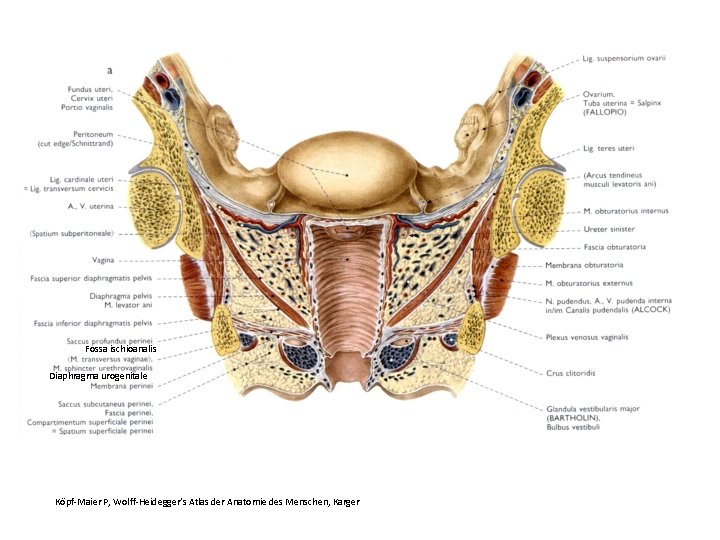 Fossa ischioanalis Diaphragma urogenitale Köpf-Maier P, Wolff-Heidegger’s Atlas der Anatomie des Menschen, Karger 