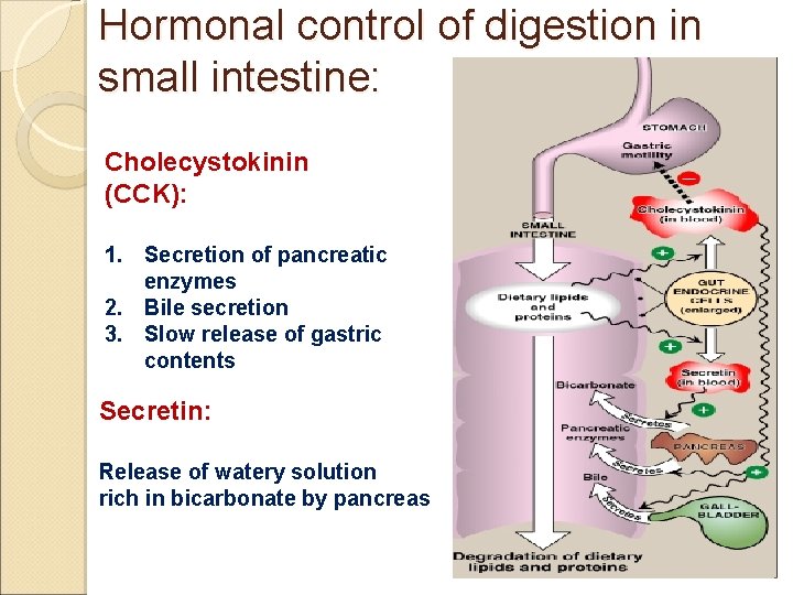 Biochemical Aspects of Digestion of Lipids Dr Sumbul