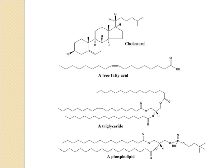 Biochemical Aspects of Digestion of Lipids Dr Sumbul