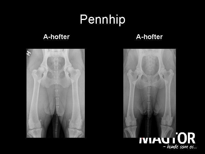 Pennhip A-hofter 