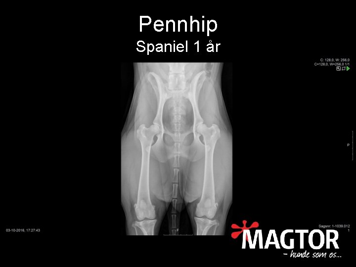 Pennhip Spaniel 1 år 