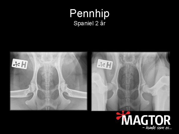 Pennhip Spaniel 2 år 