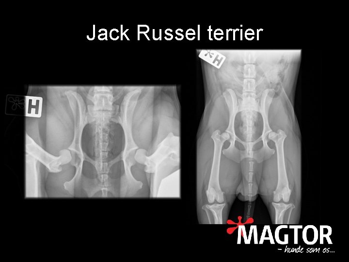 Jack Russel terrier 