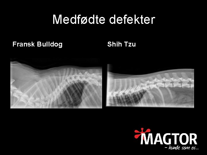 Medfødte defekter Fransk Bulldog Shih Tzu 