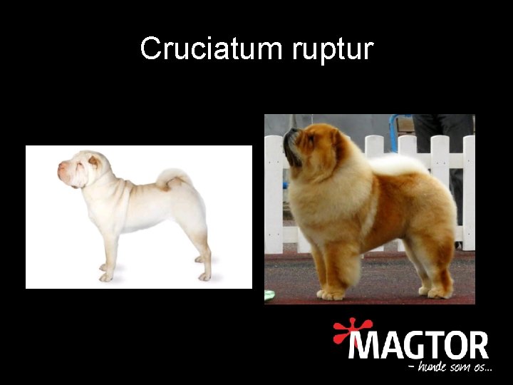 Cruciatum ruptur 