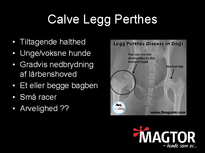 Calve Legg Perthes • Tiltagende halthed • Unge/voksne hunde • Gradvis nedbrydning af lårbenshoved