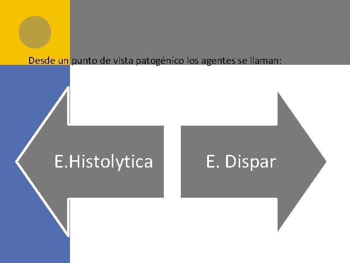 Desde un punto de vista patogénico los agentes se llaman: E. Histolytica E. Dispar