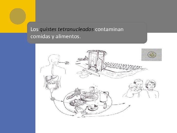 Los quistes tetranucleados contaminan comidas y alimentos. 