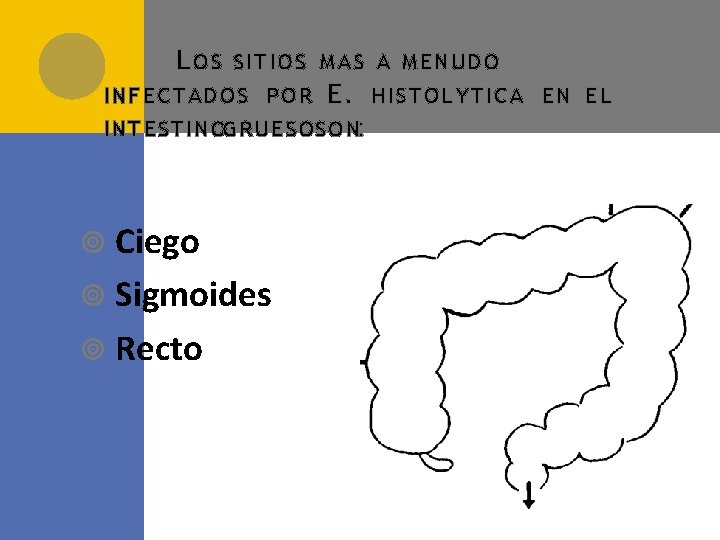 L OS SITIOS MAS A MENUDO INFECTADOS POR E. HISTOLYTICA EN EL INTESTINOGRUESOSON: Ciego