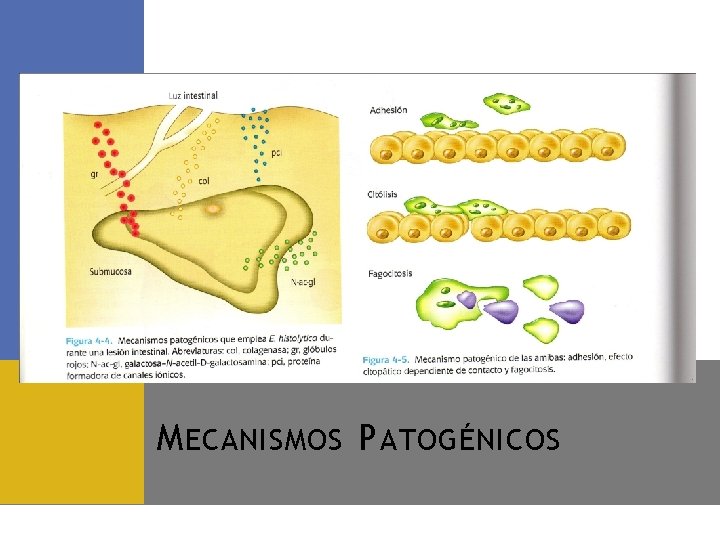 M ECANISMOS P ATOGÉNICOS 