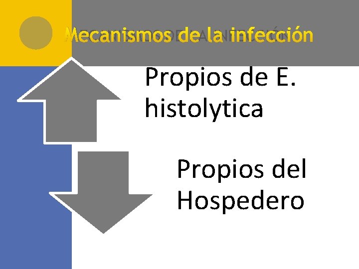 MECANISMOS DE LA INFECCIÓN Propios de E. histolytica Propios del Hospedero 