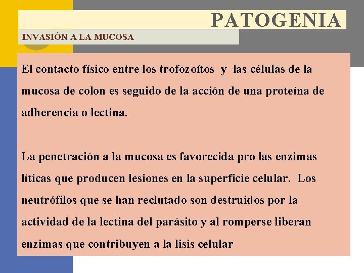 PATOGENIA INVASIÓN A LA MUCOSA El contacto físico entre los trofozoítos y las células