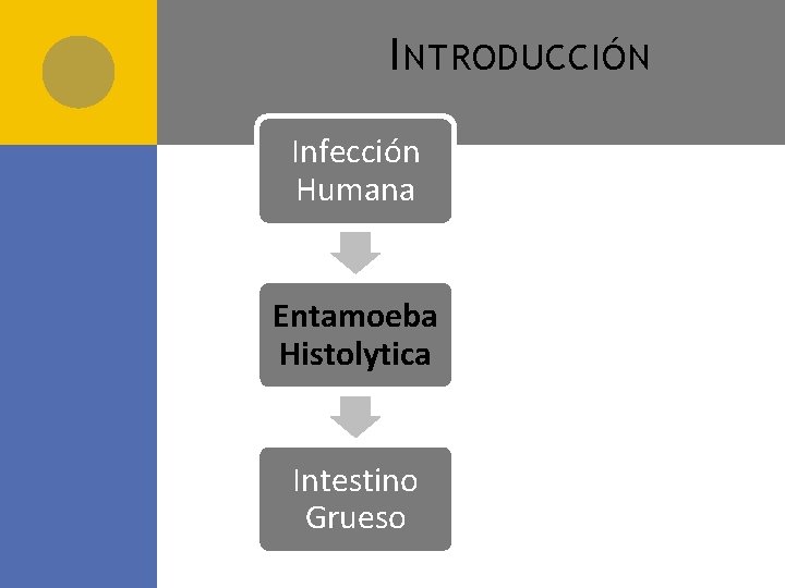 I NTRODUCCIÓN Infección Humana Entamoeba Histolytica Intestino Grueso 