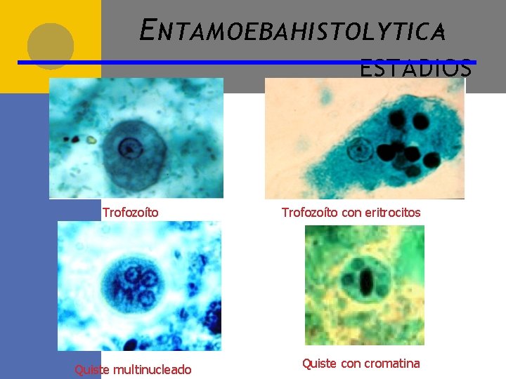 E NTAMOEBA HISTOLYTICAESTADIOS Trofozoíto Quiste multinucleado Trofozoíto con eritrocitos Quiste con cromatina 