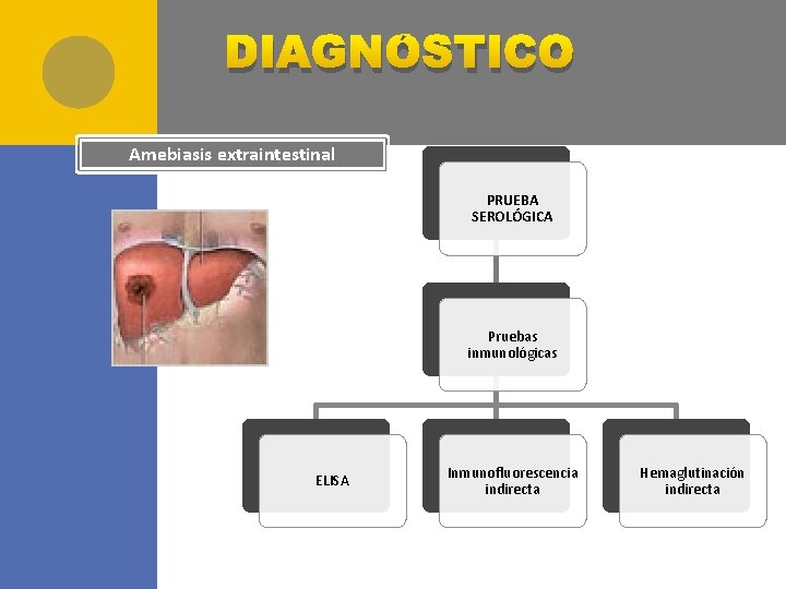 DIAGNÓSTICO Amebiasis extraintestinal PRUEBA SEROLÓGICA Pruebas inmunológicas ELISA Inmunofluorescencia indirecta Hemaglutinación indirecta 