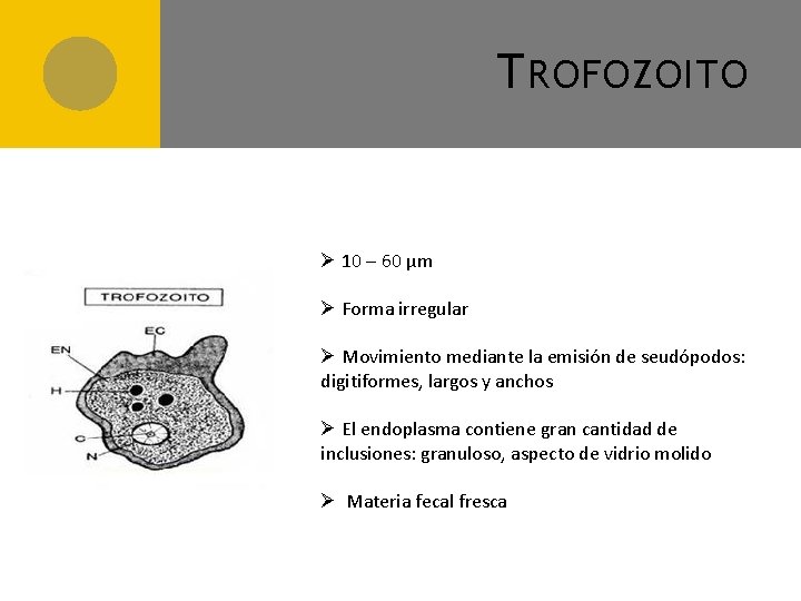 T ROFOZOITO Ø 10 – 60 µm Ø Forma irregular Ø Movimiento mediante la