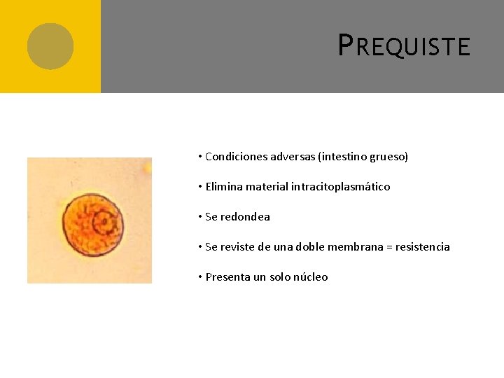 P REQUISTE • Condiciones adversas (intestino grueso) • Elimina material intracitoplasmático • Se redondea