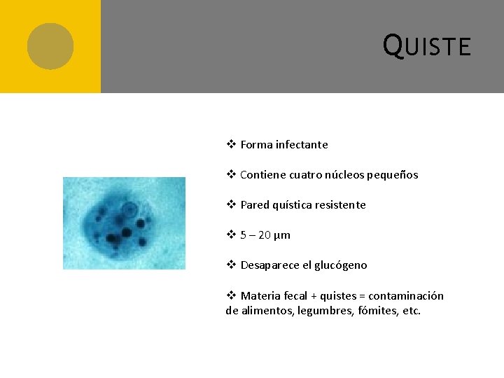 Q UISTE v Forma infectante v Contiene cuatro núcleos pequeños v Pared quística resistente