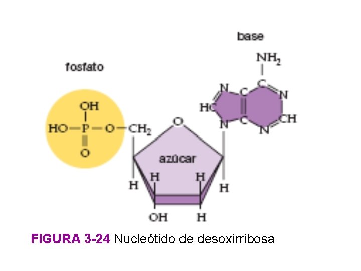 FIGURA 3 -24 Nucleótido de desoxirribosa 