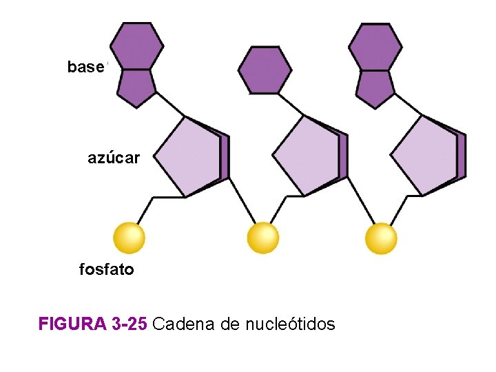 base azúcar fosfato FIGURA 3 -25 Cadena de nucleótidos 