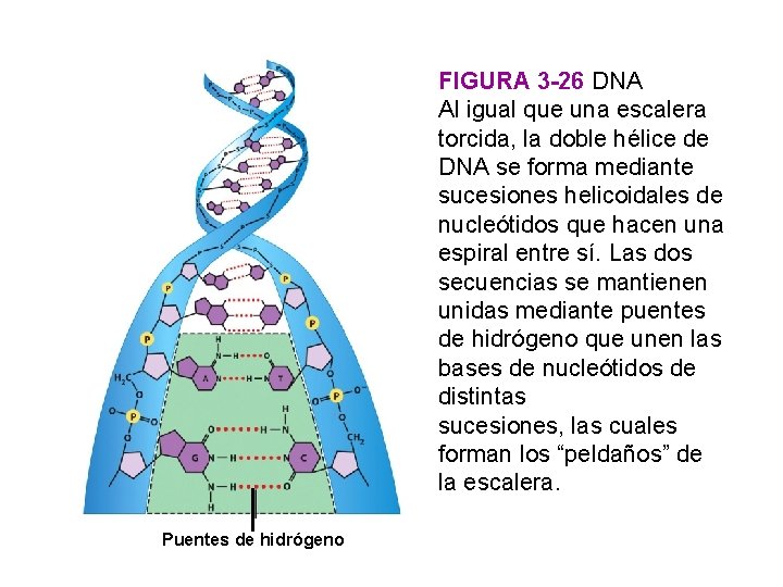 FIGURA 3 -26 DNA Al igual que una escalera torcida, la doble hélice de