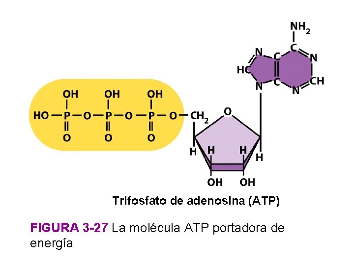 Trifosfato de adenosina (ATP) FIGURA 3 -27 La molécula ATP portadora de energía 