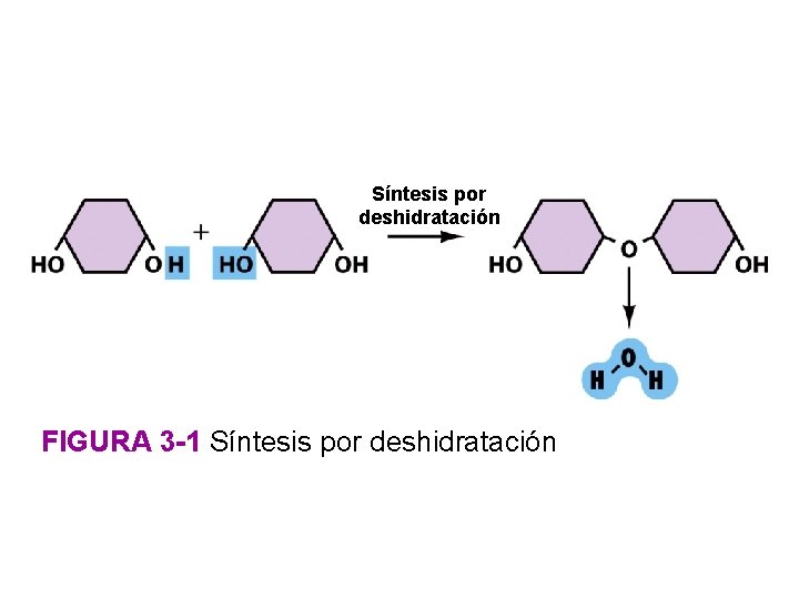 Síntesis por deshidratación FIGURA 3 -1 Síntesis por deshidratación 