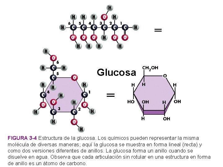 Glucosa FIGURA 3 -4 Estructura de la glucosa. Los químicos pueden representar la misma