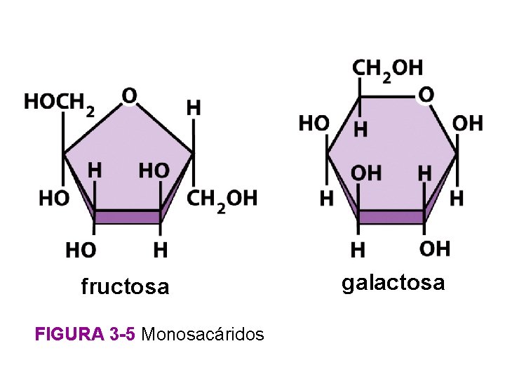 fructosa FIGURA 3 -5 Monosacáridos galactosa 