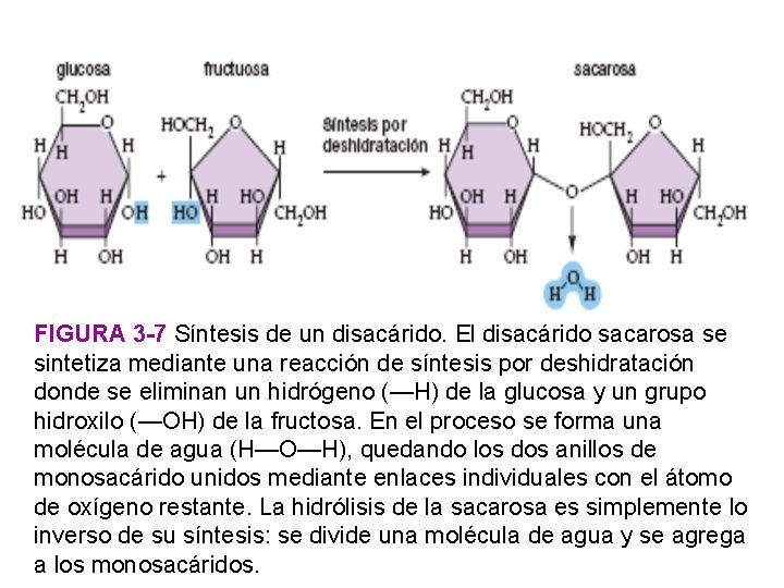 FIGURA 3 -7 Síntesis de un disacárido. El disacárido sacarosa se sintetiza mediante una
